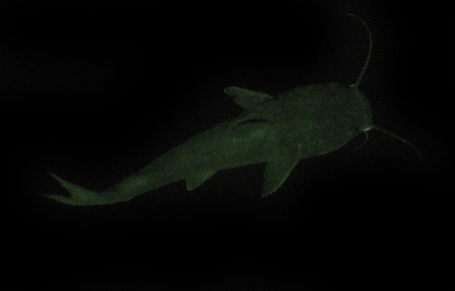 files/content/rdw/Logbook Photos/13-09-08_Catfish02.jpg