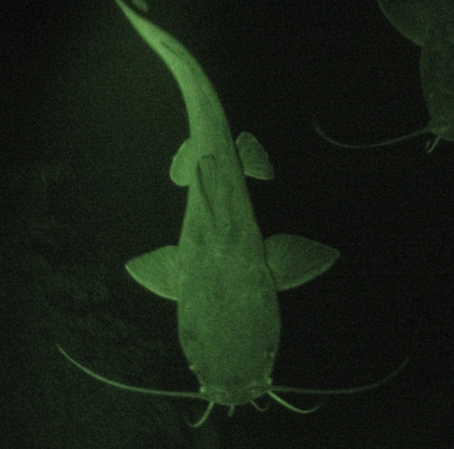 files/content/rdw/Logbook Photos/13-09-08_Catfish03.jpg