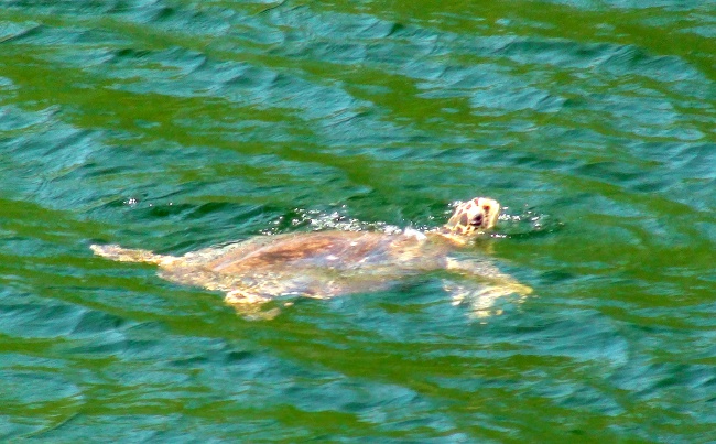 files/content/rdw/Logbook Photos/13-09-14-Hawksbill.JPG