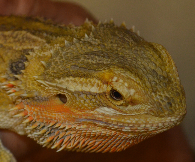 files/content/rdw/Logbook Photos/13-11-17Bartagame.jpg