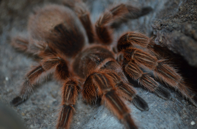 files/content/rdw/Logbook Photos/13-11-17Vogelspinne.jpg