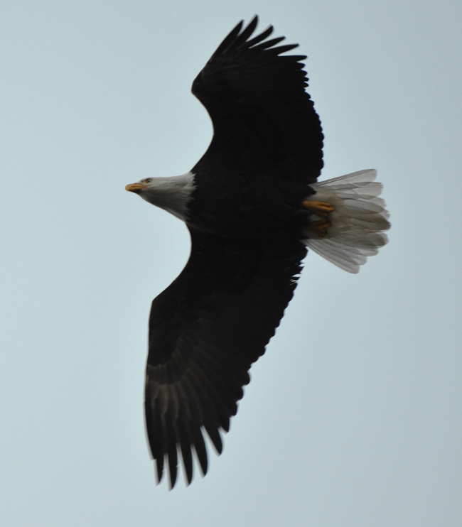 files/content/rdw/Logbook Photos/13-12-07Bald-Eagle_k.jpg