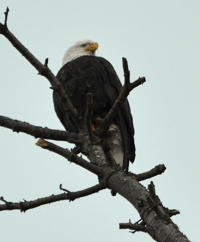 files/content/rdw/Logbook Photos/13-12-07Sitting_Bald-Eagle_k.jpg