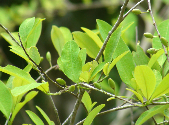 files/content/rdw/Logbook Photos/14-05-23Coca-Plant-K.jpg