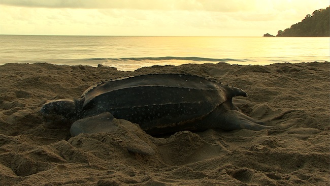 Nesting leatherback turtle