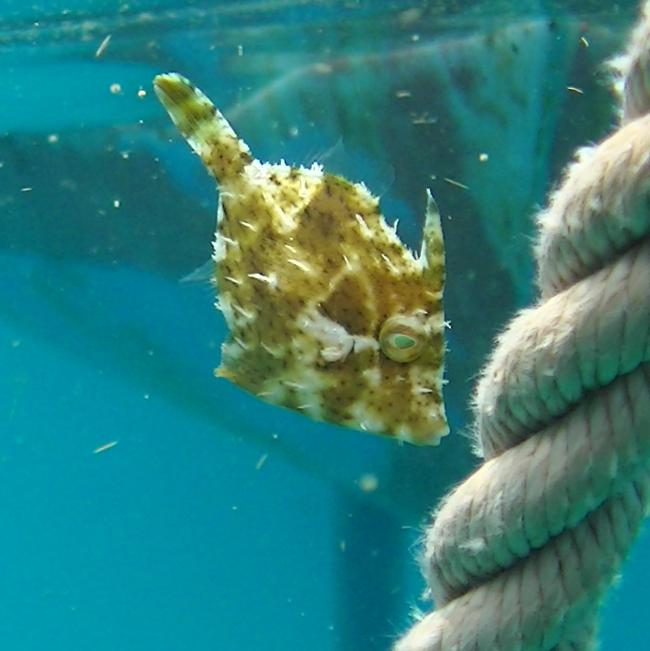 files/content/rdw/Logbook Photos/15-05-19_Fish-Rope.jpg