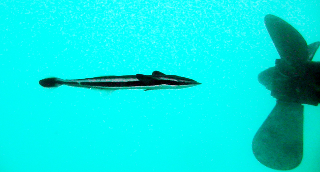 files/content/rdw/Logbook Photos/15-05-19_Sharksucker1.jpg