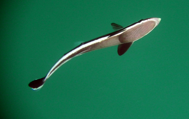 files/content/rdw/Logbook Photos/15-05-19_Sharksucker2.jpg