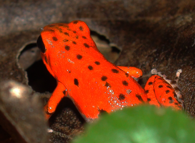 files/content/rdw/Logbook Photos/15-06-12_Redfrog.jpg