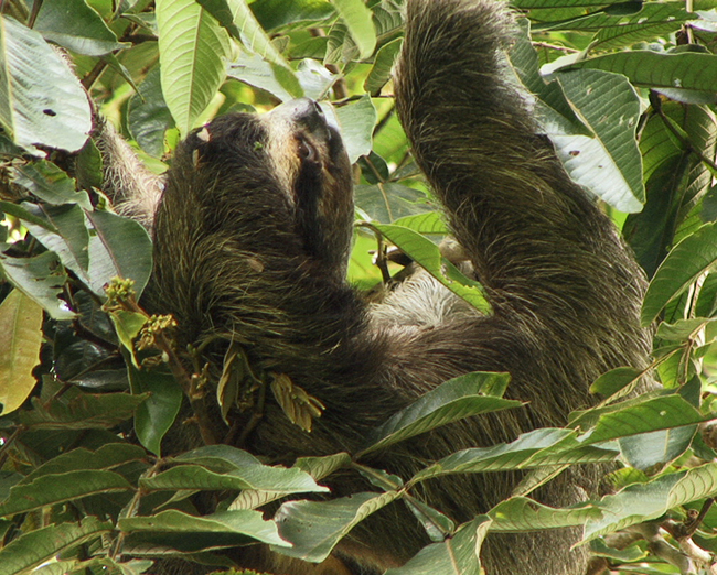 files/content/rdw/Logbook Photos/15-06-12_Sloth01.jpg