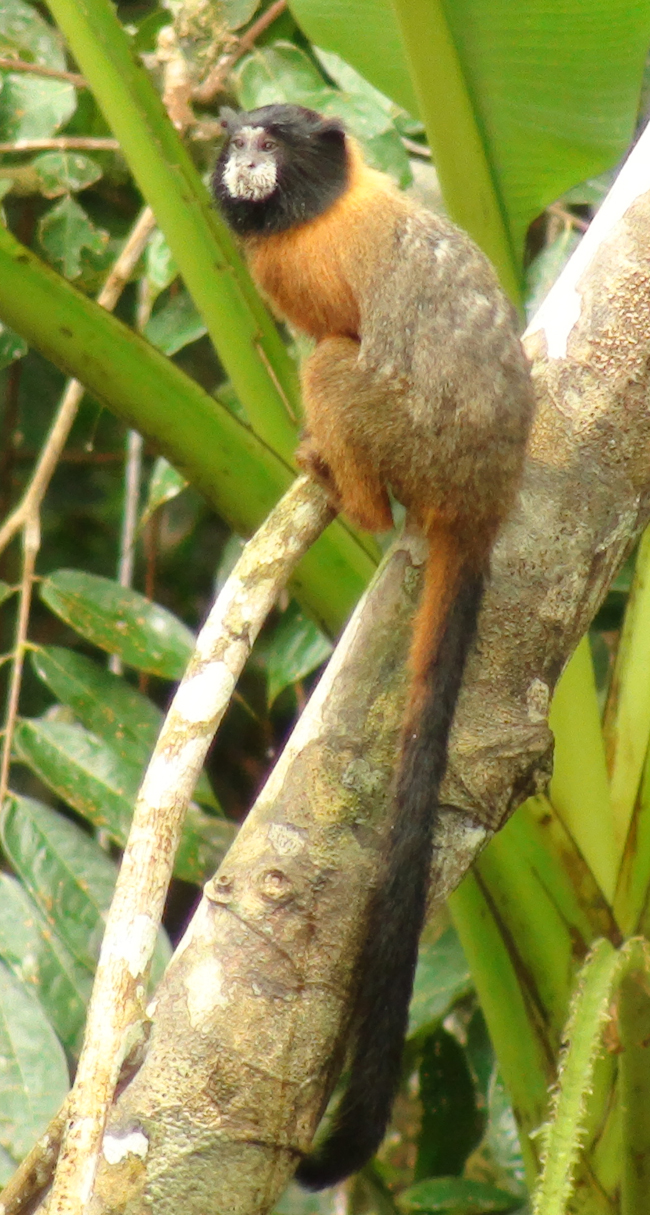 files/content/rdw/Logbook Photos/15-08-24GoldenTamarin.jpg