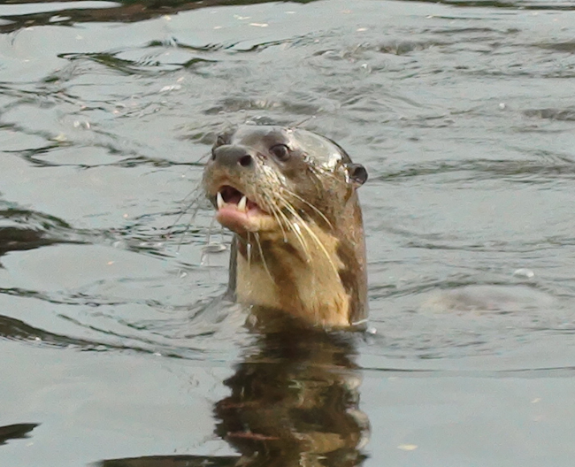 files/content/rdw/Logbook Photos/15-08-24Otter.jpg