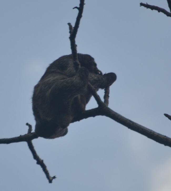 files/content/rdw/Logbook Photos/16-3-17Sloth1.jpg