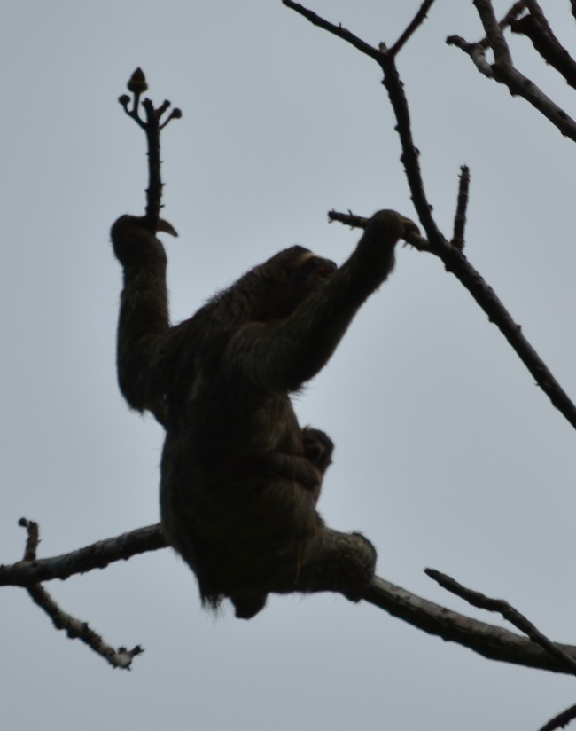 files/content/rdw/Logbook Photos/16-3-17Sloth2.jpg