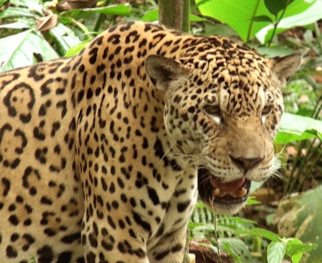 files/content/rdw/Logbook Photos/17-03-07JaguarKlein.jpg